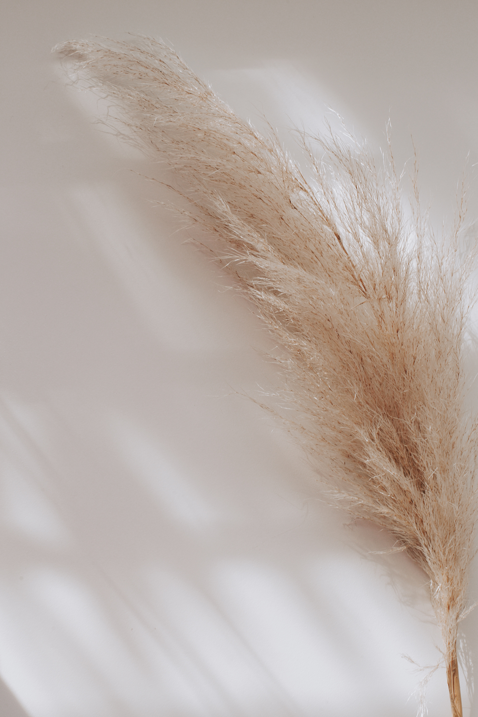 Pampas grass on a white beige bacgkround background with shades