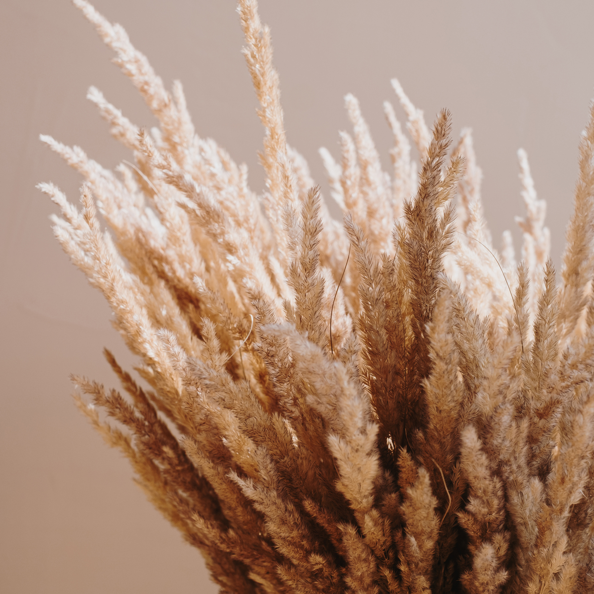 Close Up of Pampas Grass